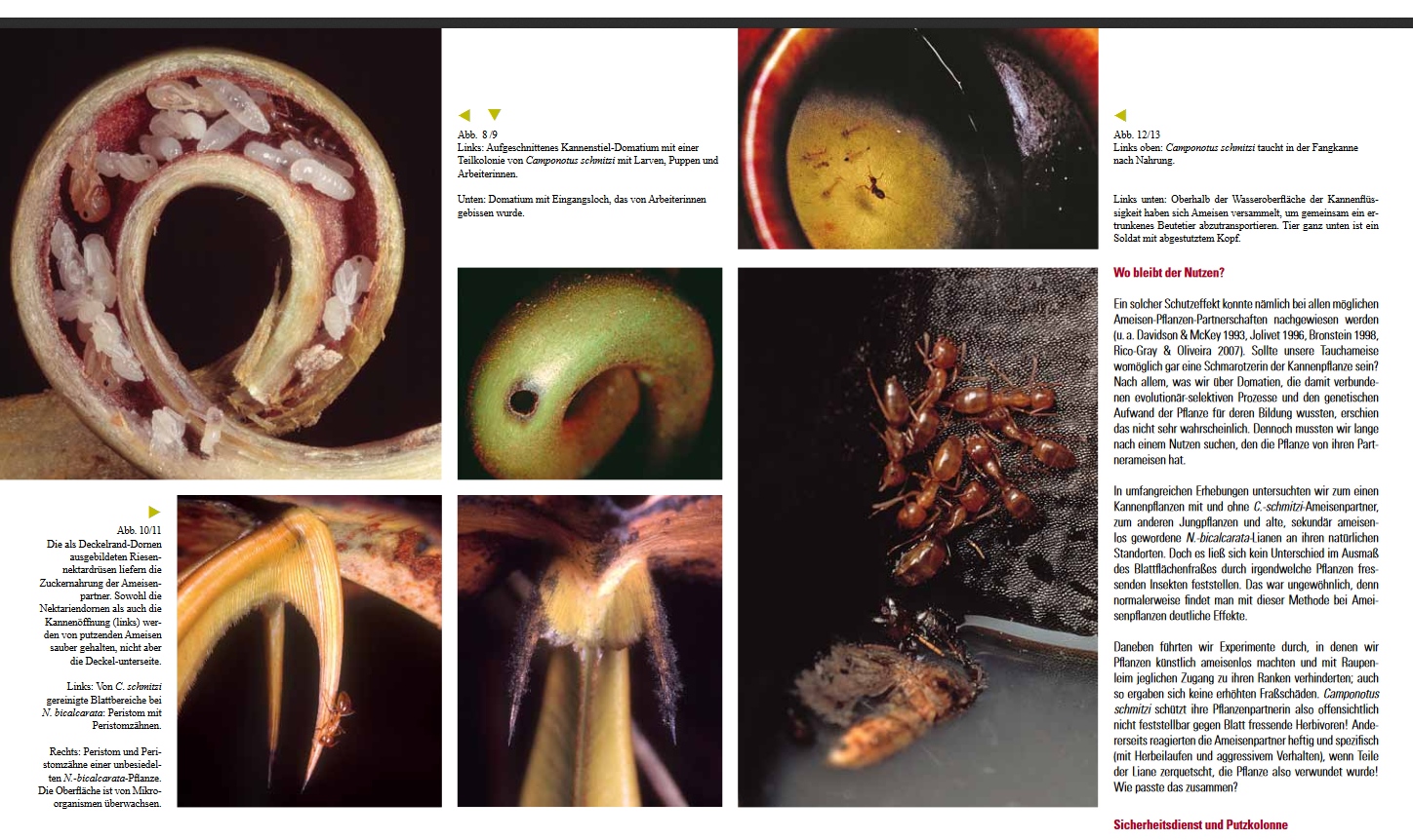 Ameisen und Nepenthes in Symbiose: Screenshot aus Senckenberg - natur - forschung - museum 143/2013